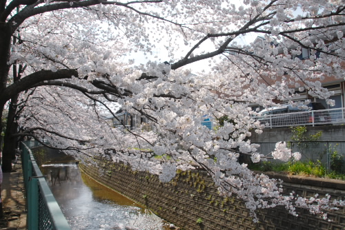白子川の桜