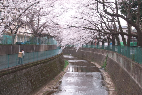 白子川の桜