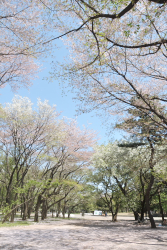 光が丘公園で散る桜