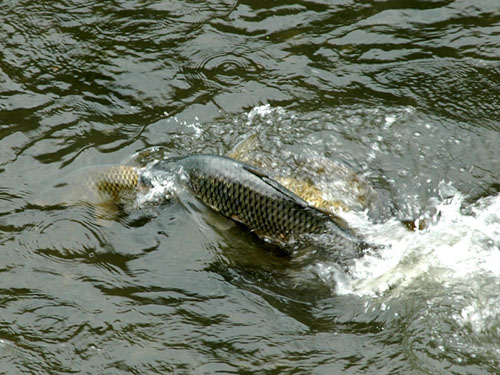 遡行する川魚