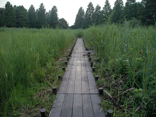 川口自然公園：湿地帯