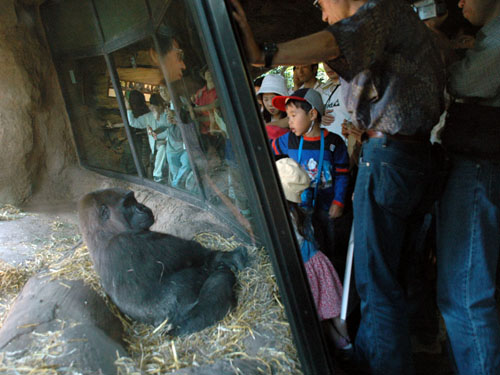 恩賜上野動物園：ゴリラを見る人間