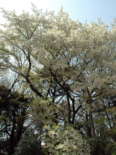 大島桜、葉っぱでライム色に見えるところがイイ