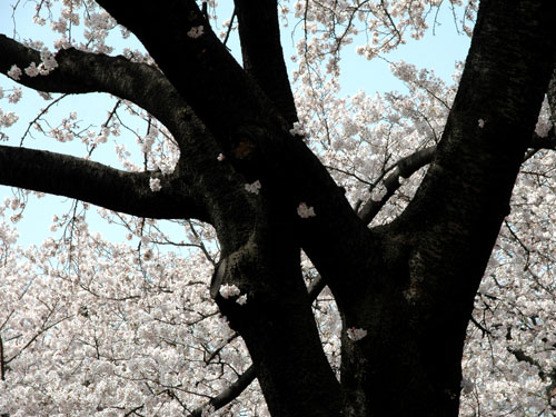 黒い幹から桜の花が吹きこぼれている