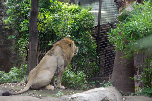 なぜか虎の檻を見つめつづけるライオン