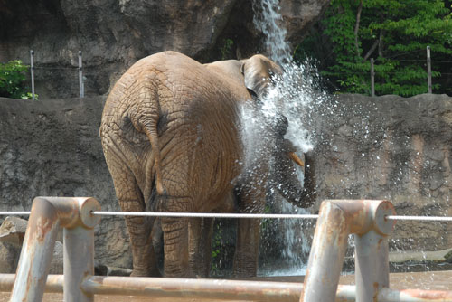鼻で水浴びするアフリカ象