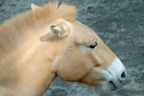 馬の原種であるモウコノウマ
