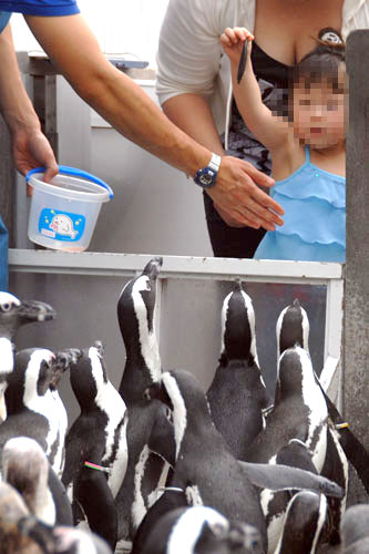 子どもがペンギンに餌をやれる
