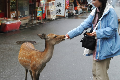 奈良公園の鹿たち