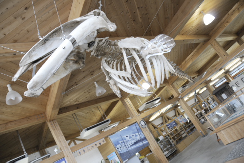 ミンククジラの骨の展示