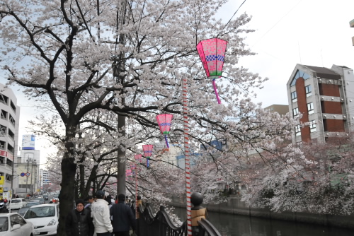 大岡川桜祭り