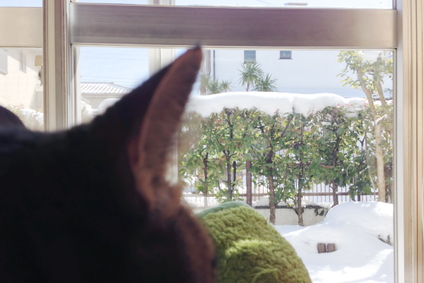 雪景色を眺める猫
