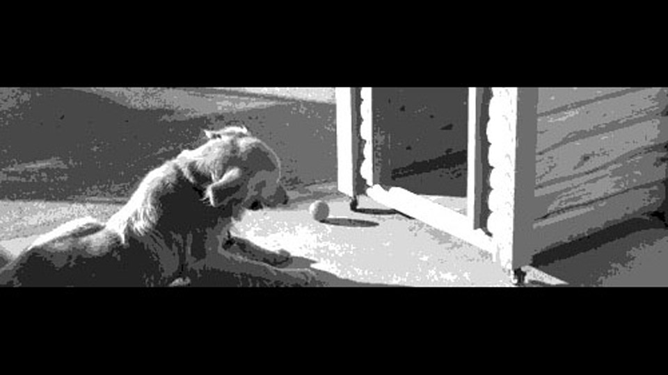 第29夜：台風と犬小屋